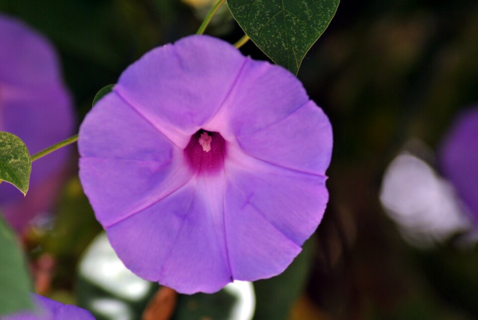 Flower flora nature