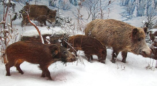 Snow group mammals