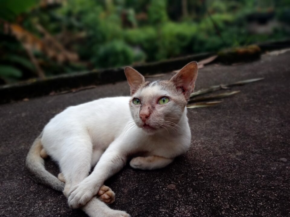 Mammal portrait cat