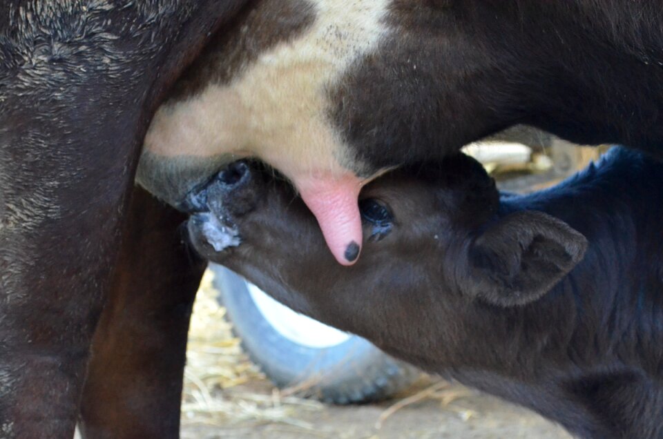 Puppies cow Free photos