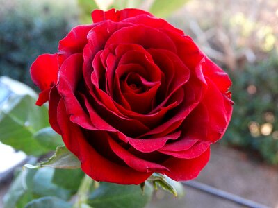 Red red rose flower photo