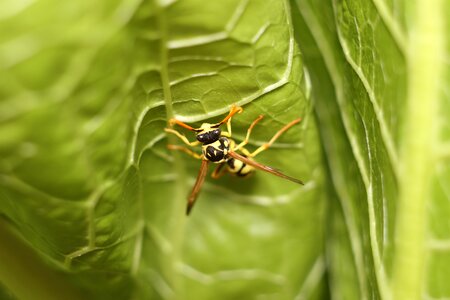 Sheet plant wasp