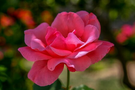 Garden petal rose photo