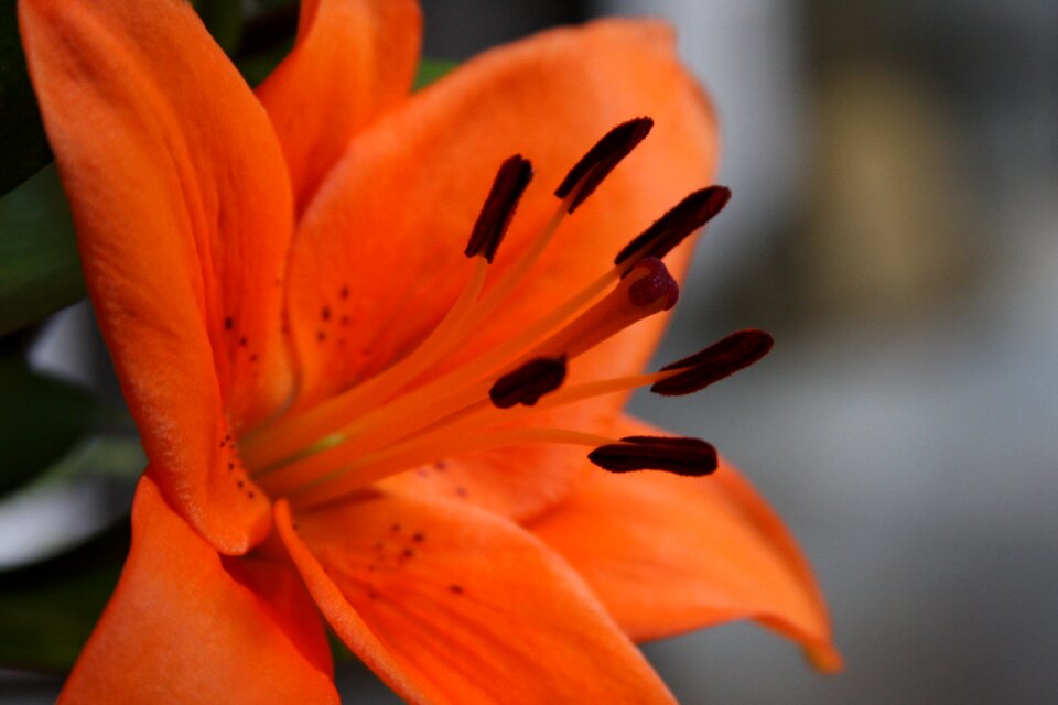 Orange lily flower blooming