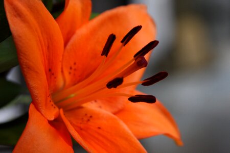 Orange lily flower blooming photo