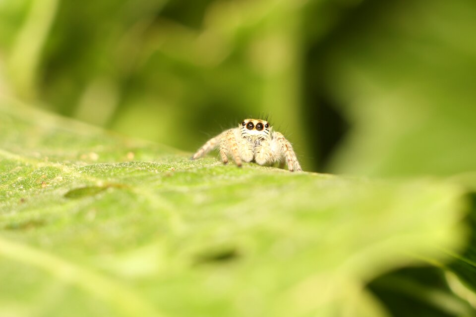 Plant little spider