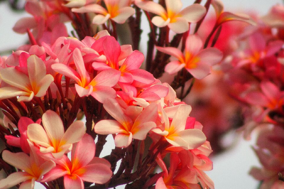 Flora tropical floral