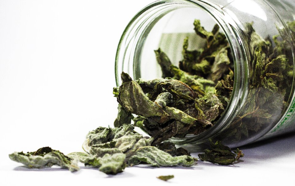Kitchen herbs the smell of