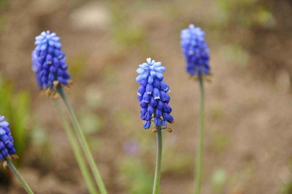 Inflorescence flora spring