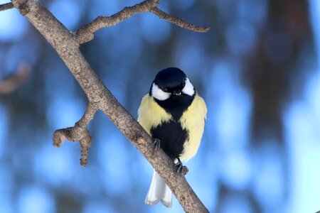 Outdoors animals tree photo