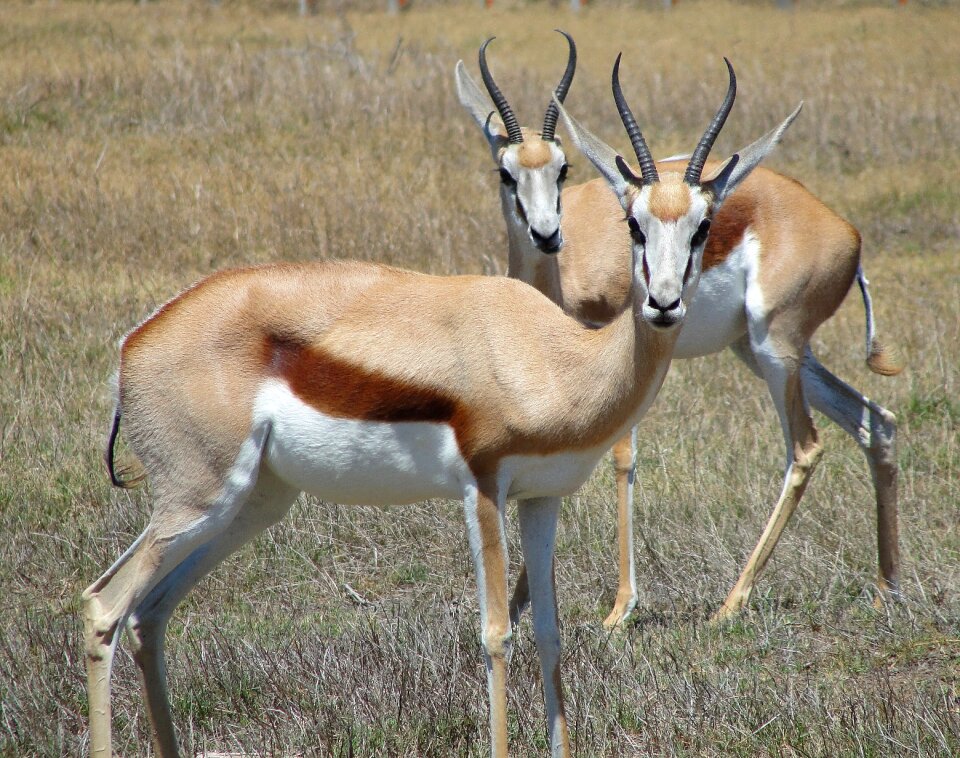 Springbok antelope africa