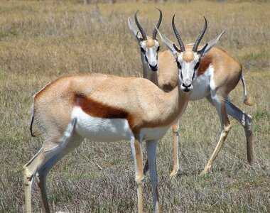 Springbok antelope africa photo