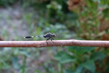 Outdoors living nature animals