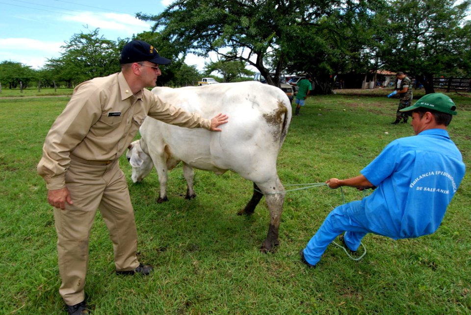 US Navy 070720-N-8704K-195 Lt. Cmdr. Gregg Langham, a U.S. Public Health Service veterinarian, works with Nicaraguan Ministry of Agriculture and Forestry (MAGFOR) veterinarian Marcio Reyes to control a pregnant cow at the Dos P