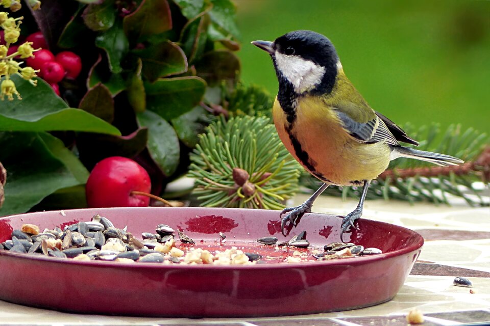 Parus major hunger bird seed