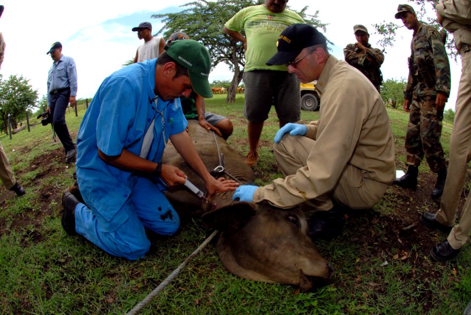 US Navy 070720-N-8704K-245 Lt. Cmdr. Gregg Langham, a U.S. Public Health Service veterinarian, works with Nicaraguan Ministry of Agriculture and Forestry (MAGFOR) veterinarian Marcio Reyes to assist a cow at the Dos Potrillos R