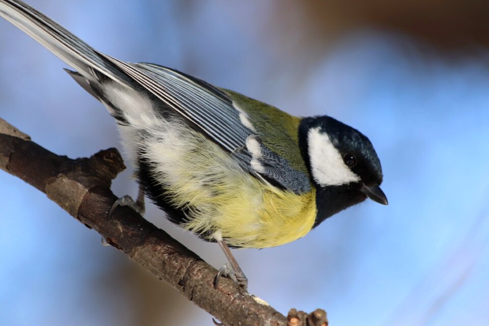 Nature animals songbird we