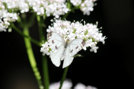 White petal butterfly photo