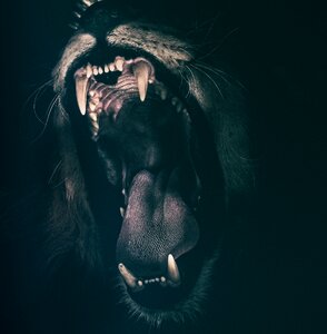 Fear angry roaring photo