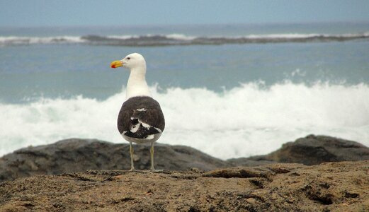 Bird beach sea