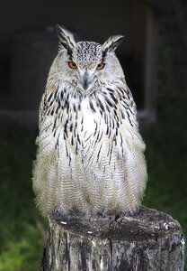 Bird of prey asio otus wild bird