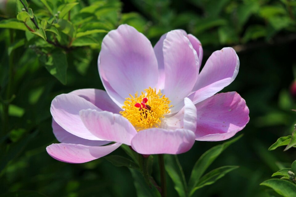 Nature summer beautiful