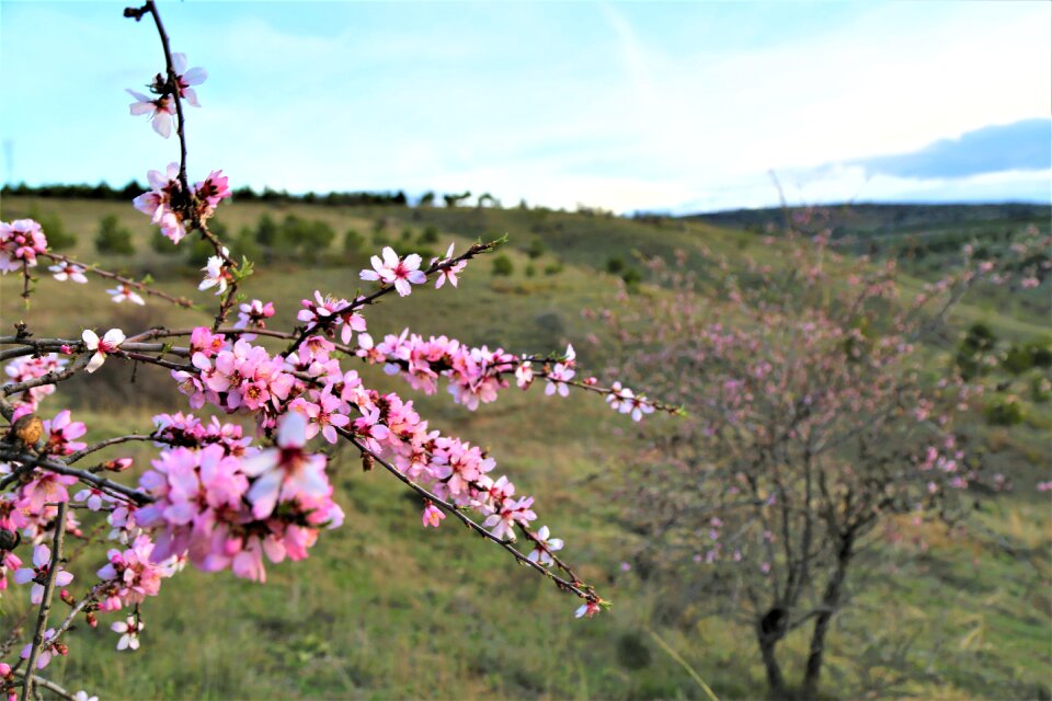 Blue sky almond branches blooming