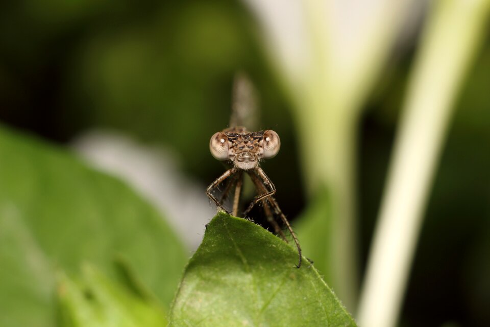 Insect living nature outdoors