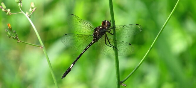 Insect dragonfly armenia