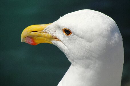 Seagull close-up bird photo