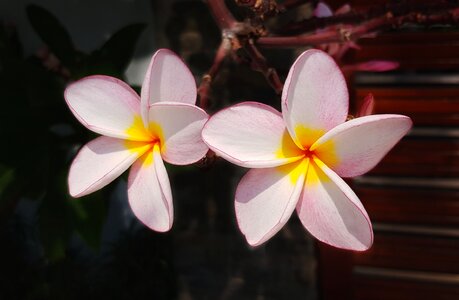 Pink white petal photo