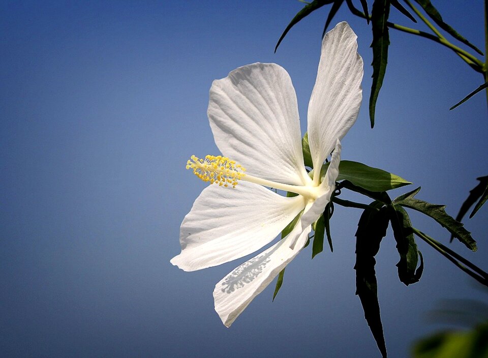 Your efforts summer beautiful