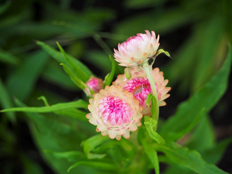 Flower summer garden