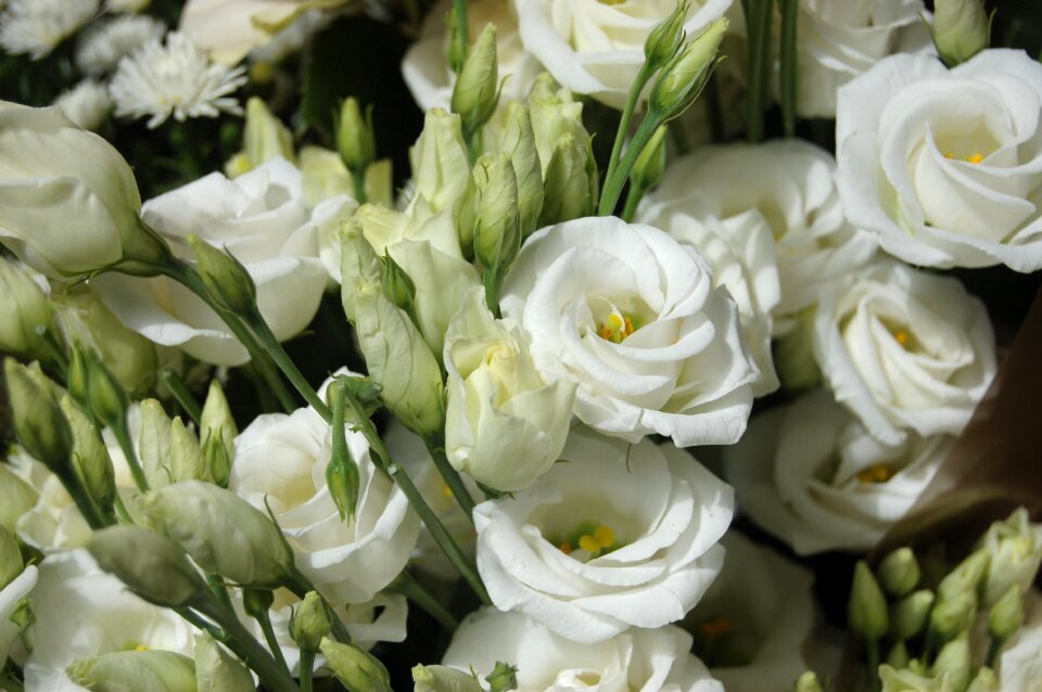 Bloom white flower flowers