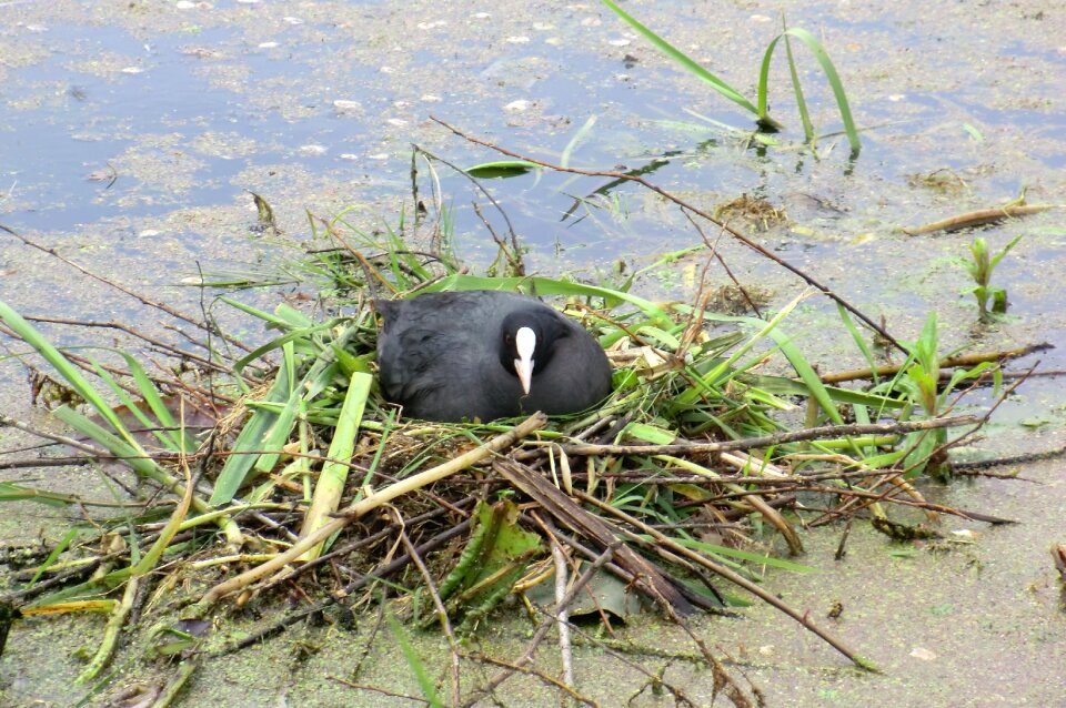Spring nest waterhoentje