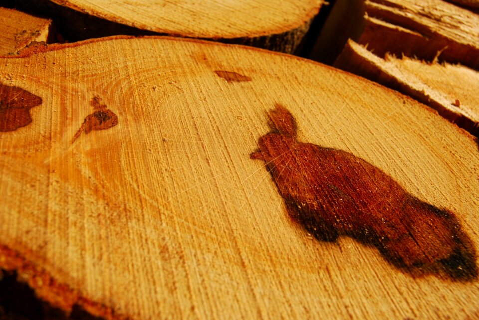 Texture design wood samples