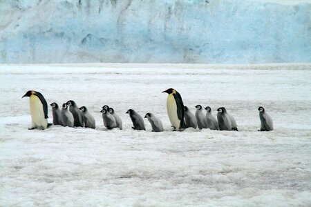 Antarctica wildlife penguin