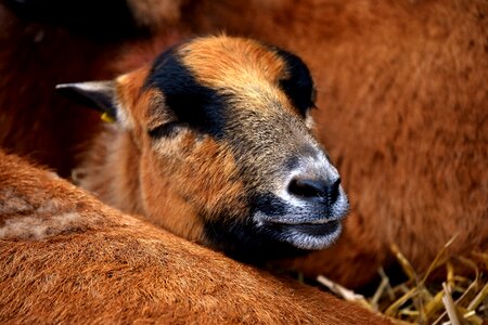 Animal portrait cute wildpark poing