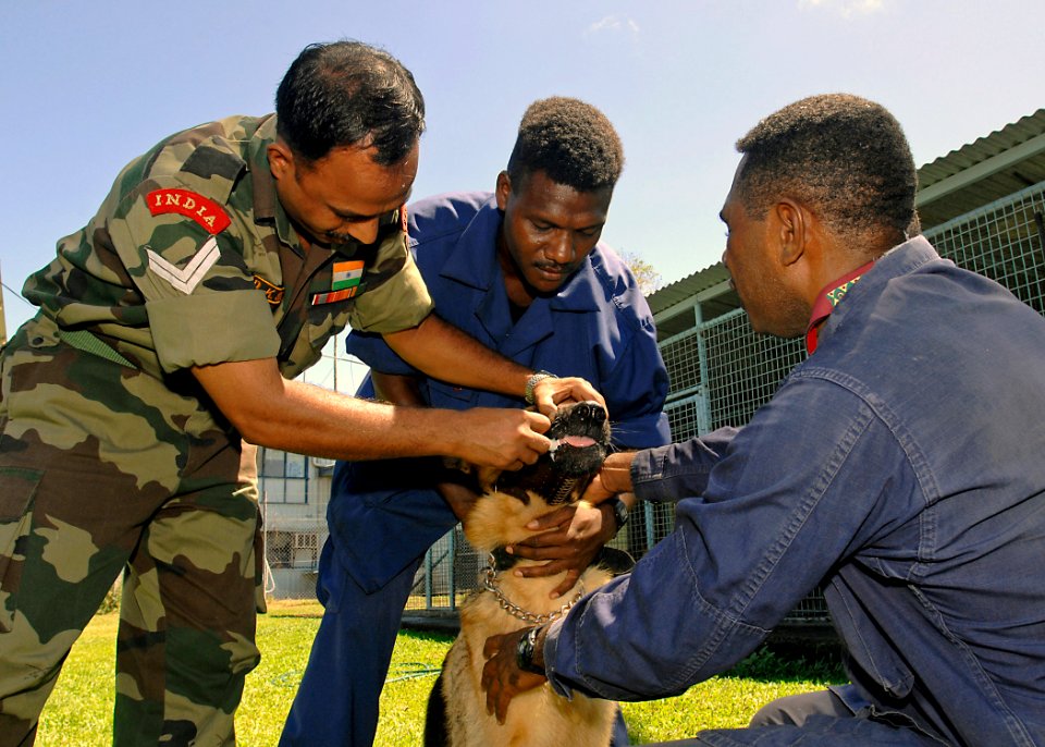 US Navy 070814-N-4954I-020 Indian army, Cpl. Dinesh K. Singh, a veterinarian technician, gives de-wormer medication to a German Shepherd with the local police canine unit