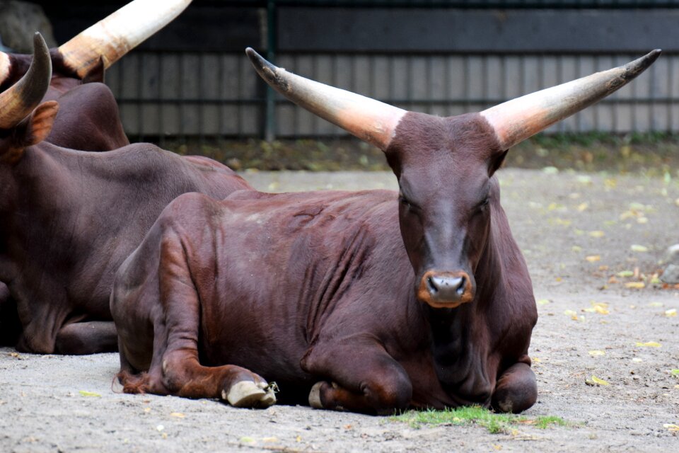 Nature bull wild animal