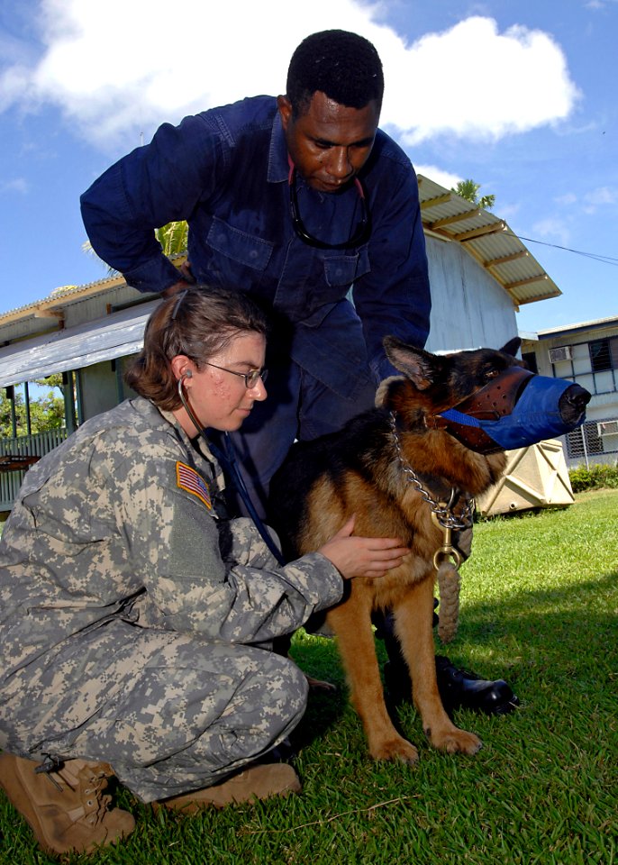 US Navy 070814-N-4954I-010 U.S. Army veterinarian Capt. Therese Kreutzberg listens to a heart of a German Shepherd with the local police canine unit