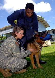 US Navy 070814-N-4954I-010 U.S. Army veterinarian Capt. Therese Kreutzberg listens to a heart of a German Shepherd with the local police canine unit photo
