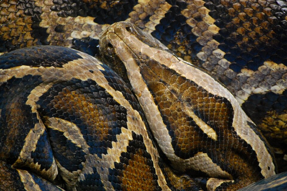 Scale nature creature