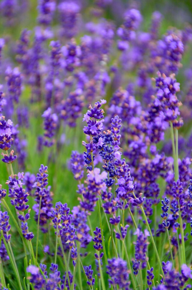 Perfume field garden photo