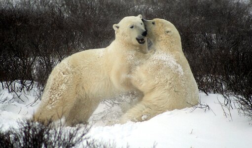 Fighting polar bears churchill canada polar bears