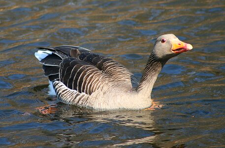 Nature goose water bird