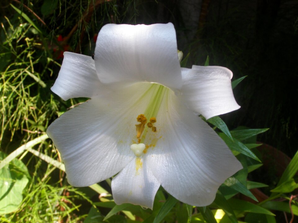 Lily white nature