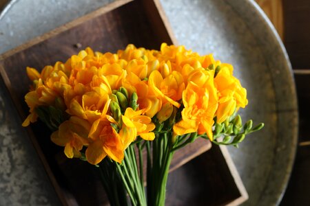 Yellow flower yellow spring photo