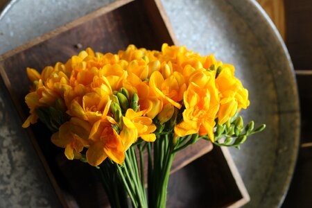 Yellow flower yellow spring