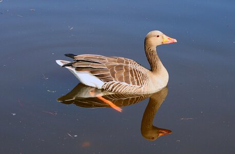 Goose water bird poultry photo
